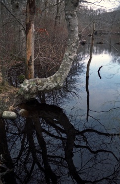 Dead Tree, Cedar Tree Neck